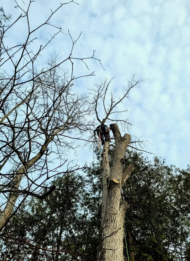arborist simcoe county.png