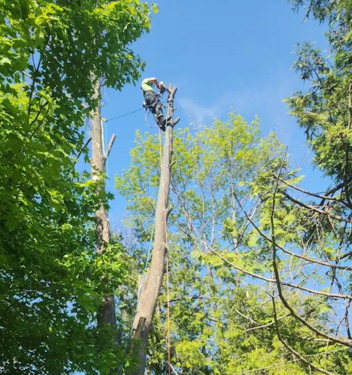 fully insured arborist simcoe county.png