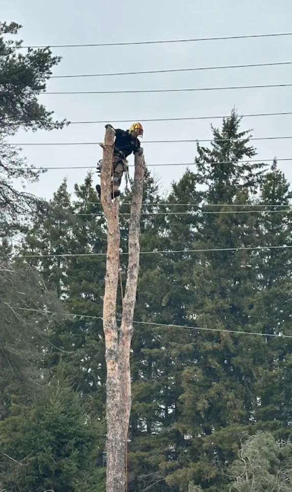 hazardous tree removal dufferin 9 1.png