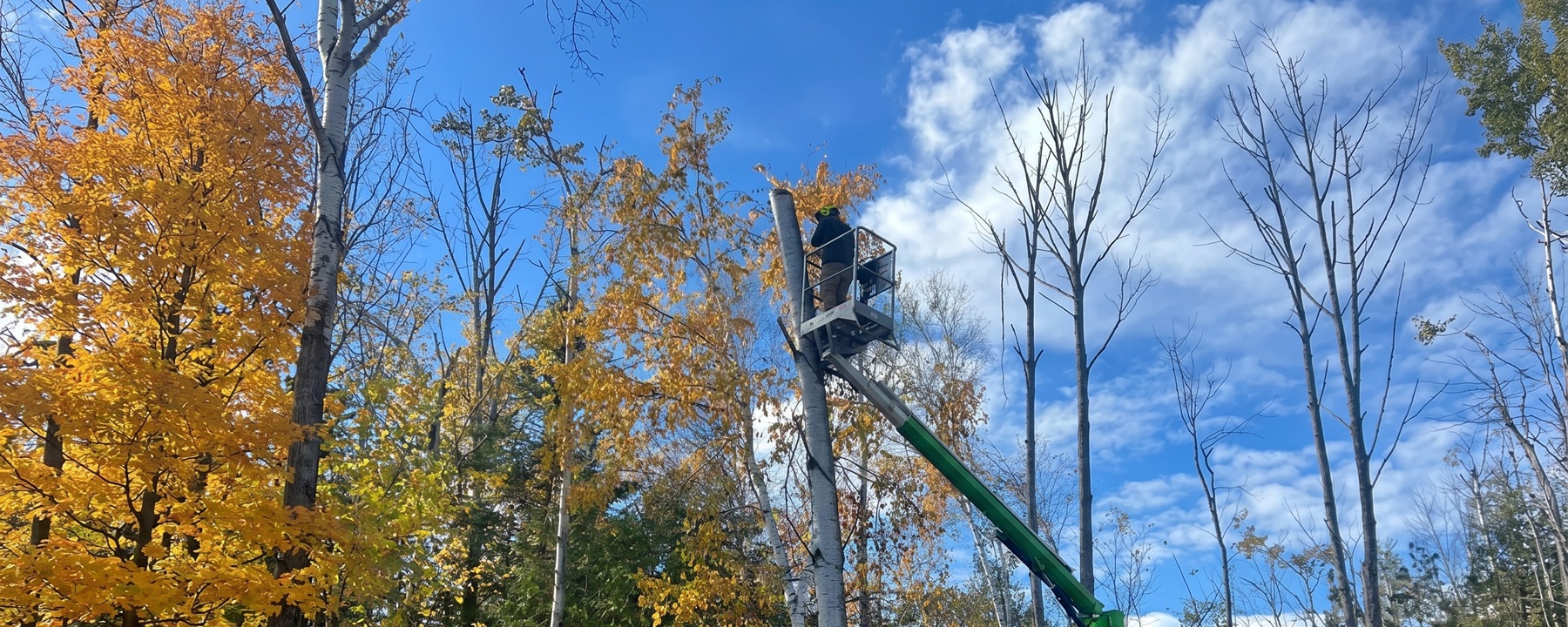 nortree arborists tree services ontario canada.jpg