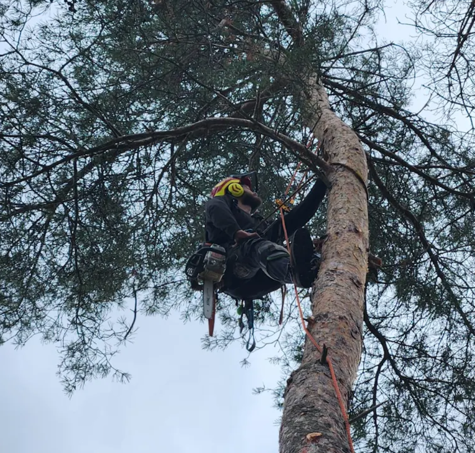 professional tree removal dufferin 1 1.png