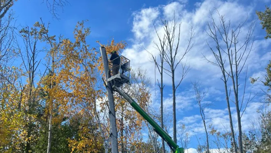 professional tree trimming services.png