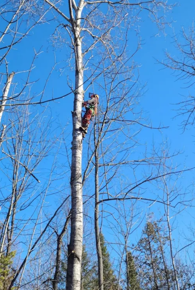 safe hazardous tree removal dufferin.png