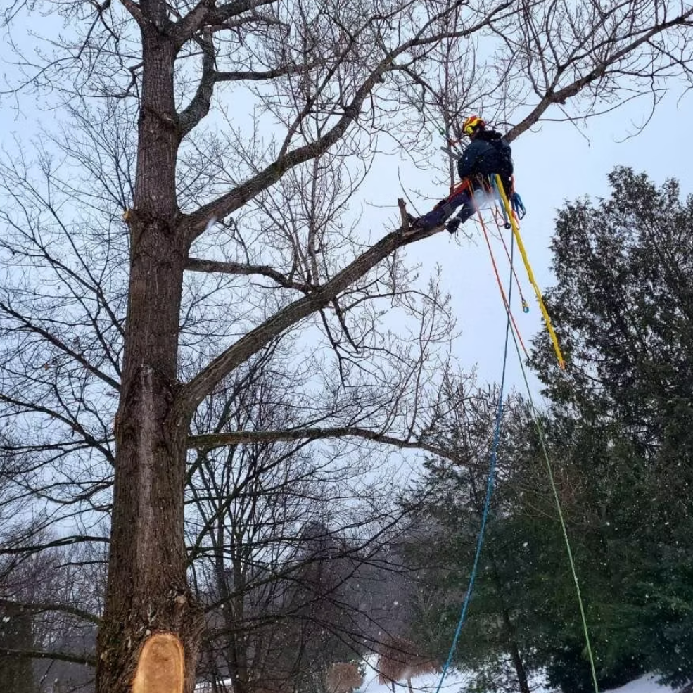 tree care services dufferin 4.png
