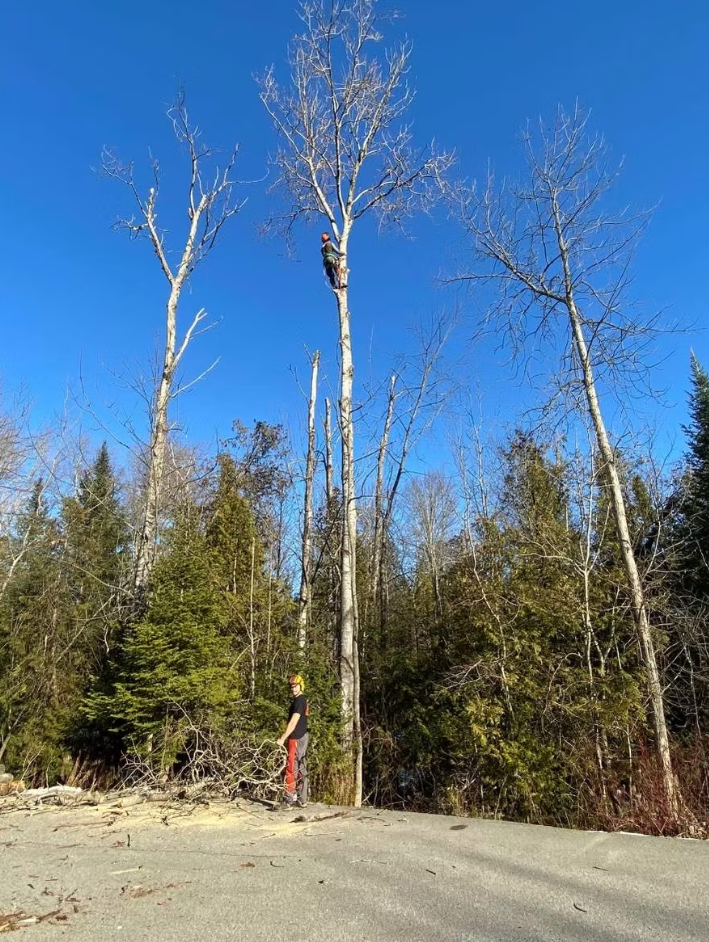 tree removal dufferin 1 2.png