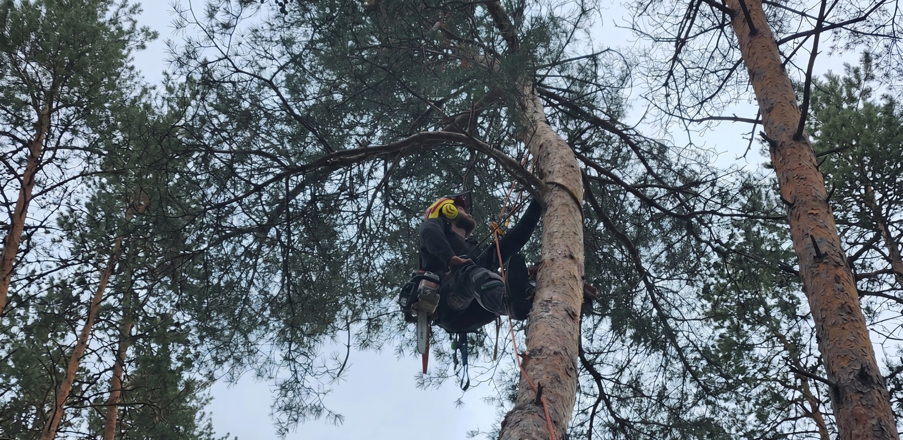 tree removal services and lot clearing simcoe county