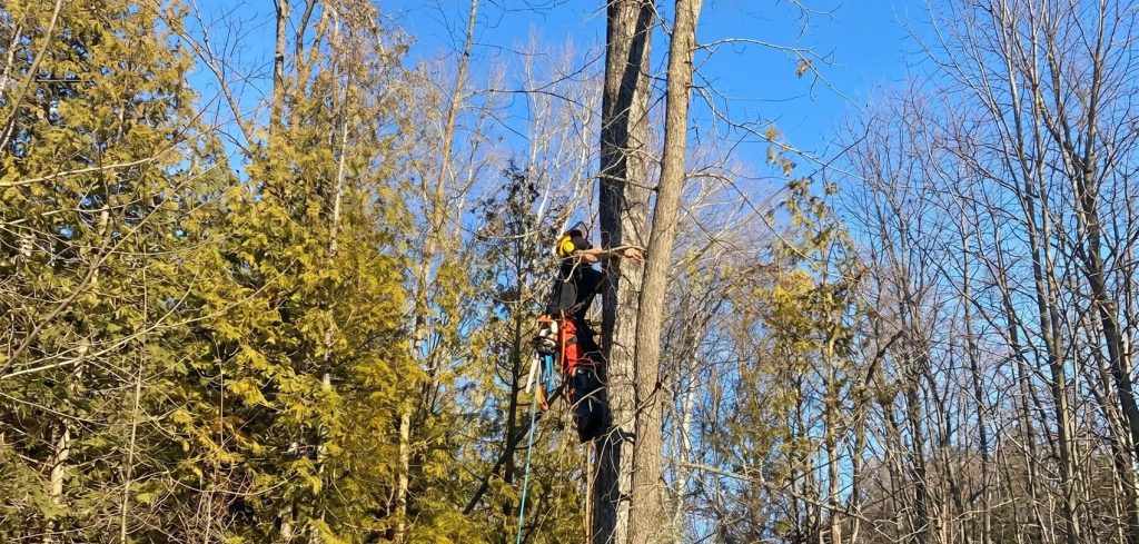 tree removal services near me