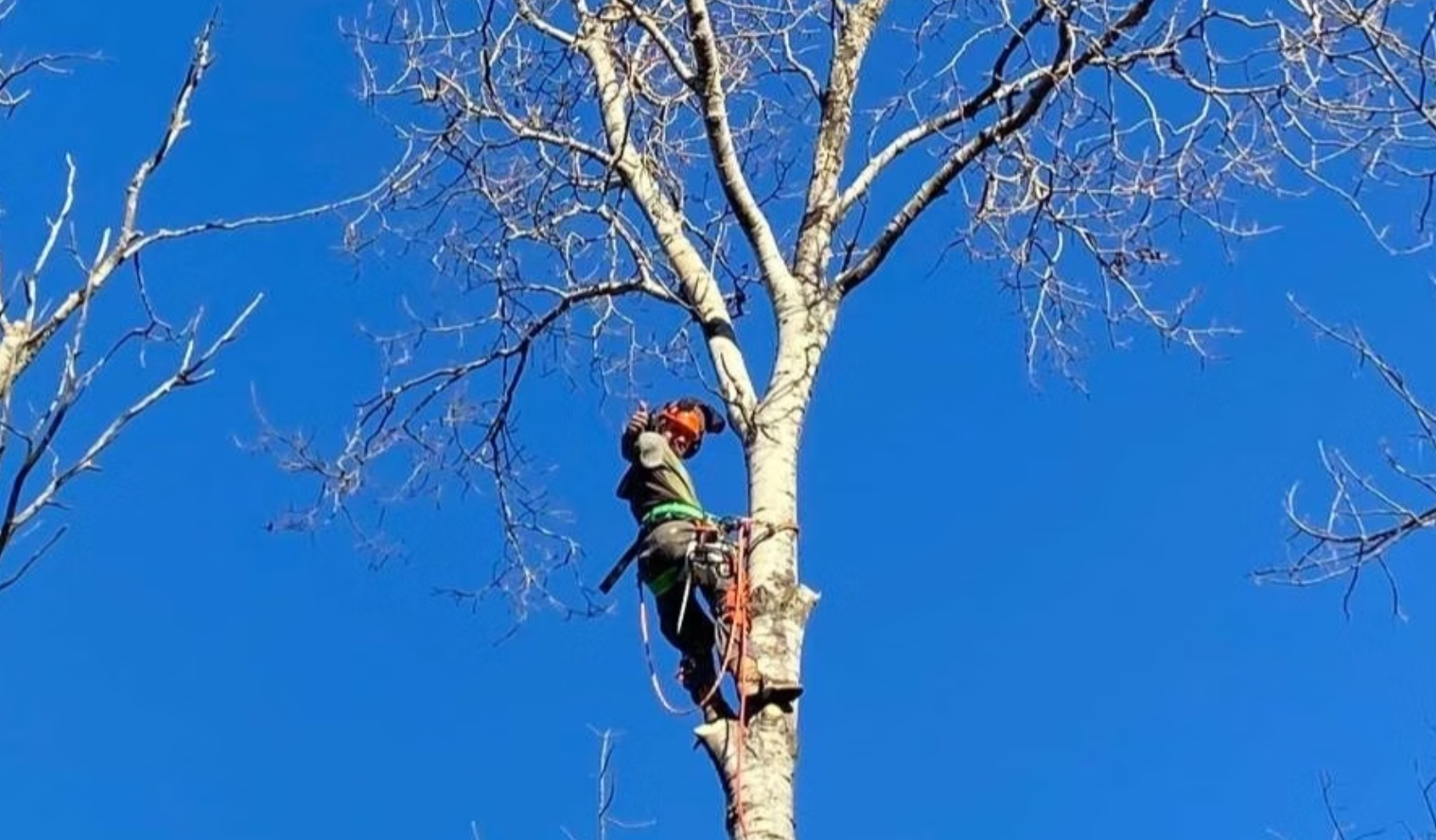 tree trimming and pruning simcoe county 1 1 3 1.png
