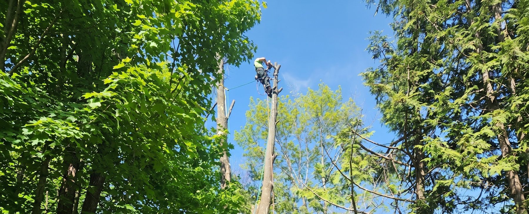 tree trimming and removal services simcoe county