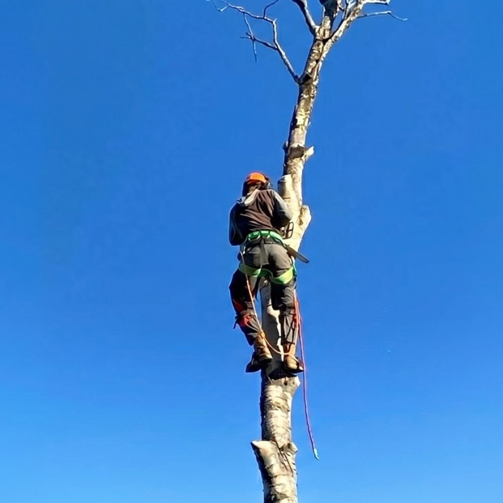 nortree arborists tree removal services ontario canada.jpg
