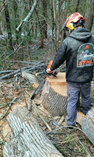 tree care services simcoe county 2.png